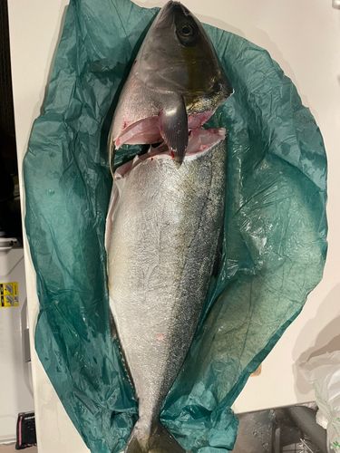 ヒラマサの釣果