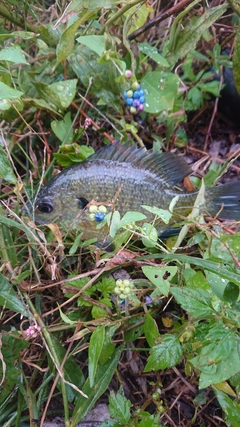 ラージマウスバスの釣果