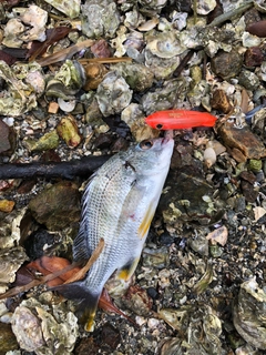 キビレの釣果