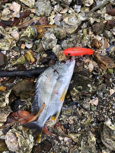 キビレの釣果