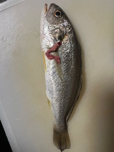 若洲海浜公園海釣り施設