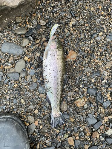 ニジマスの釣果