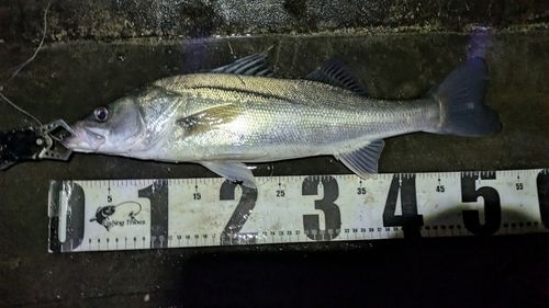 シーバスの釣果