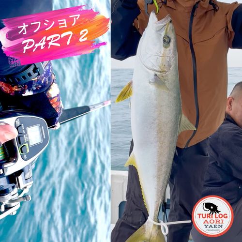 ヒラマサの釣果