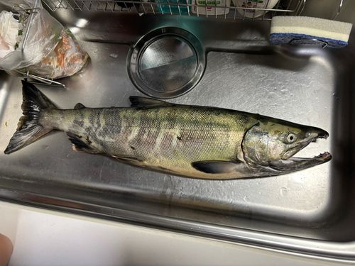 アキアジの釣果