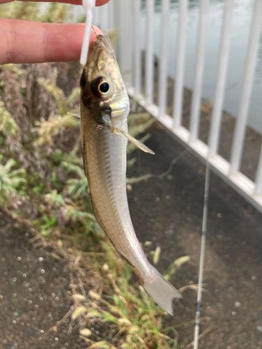 シロギスの釣果