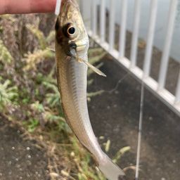 シロギス