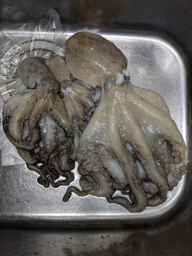 鹿島灘