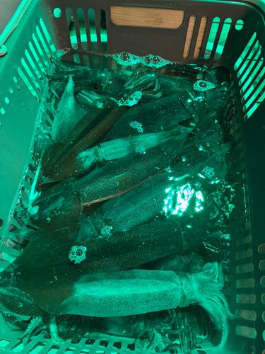 釜石湾
