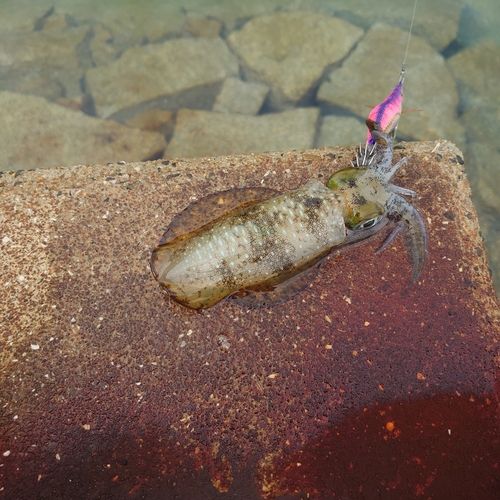 アオリイカの釣果