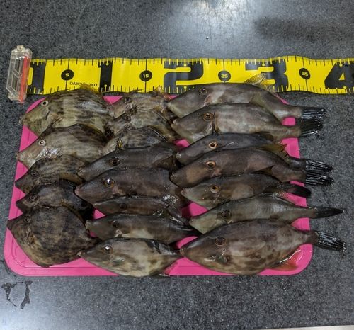 カワハギの釣果