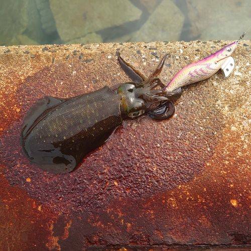 アオリイカの釣果