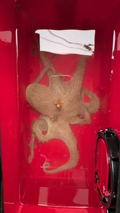 タコの釣果