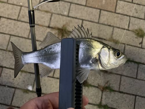 セイゴ(マルスズキ)の釣果