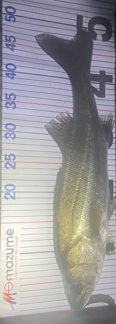 シーバスの釣果