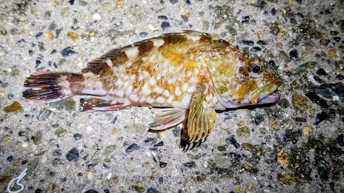 カサゴの釣果