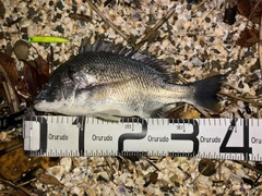 キビレの釣果