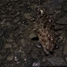 カサゴ
