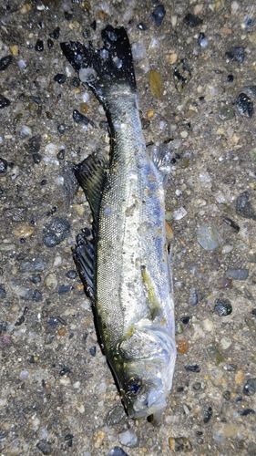 セイゴ(マルスズキ)の釣果
