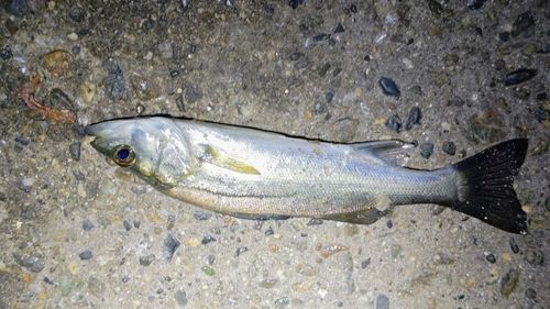 セイゴ(マルスズキ)の釣果