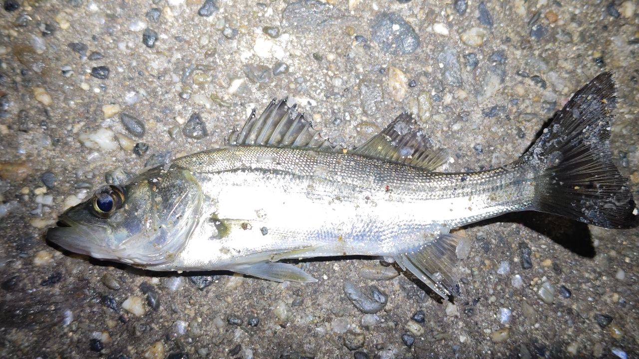 セイゴ（マルスズキ）