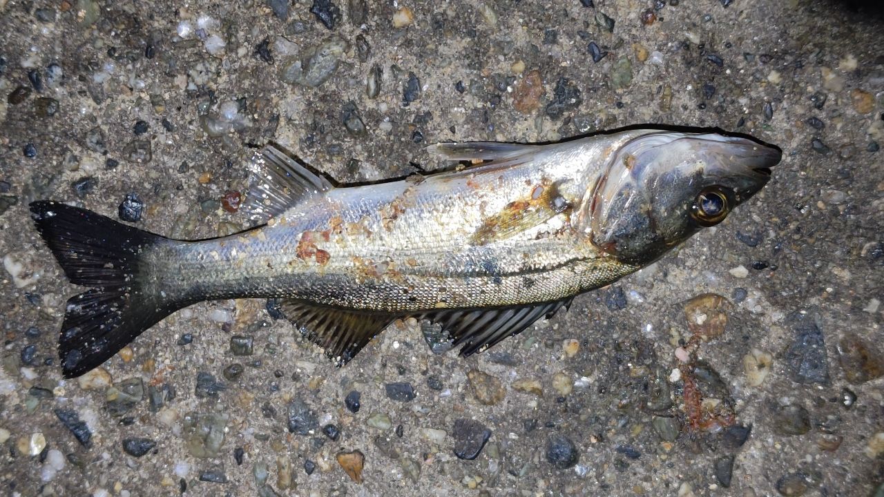 セイゴ（ヒラスズキ）