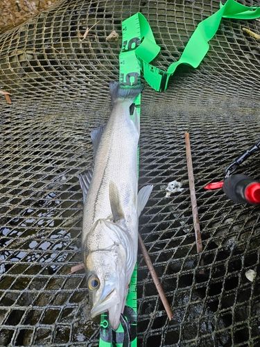 フッコ（マルスズキ）の釣果