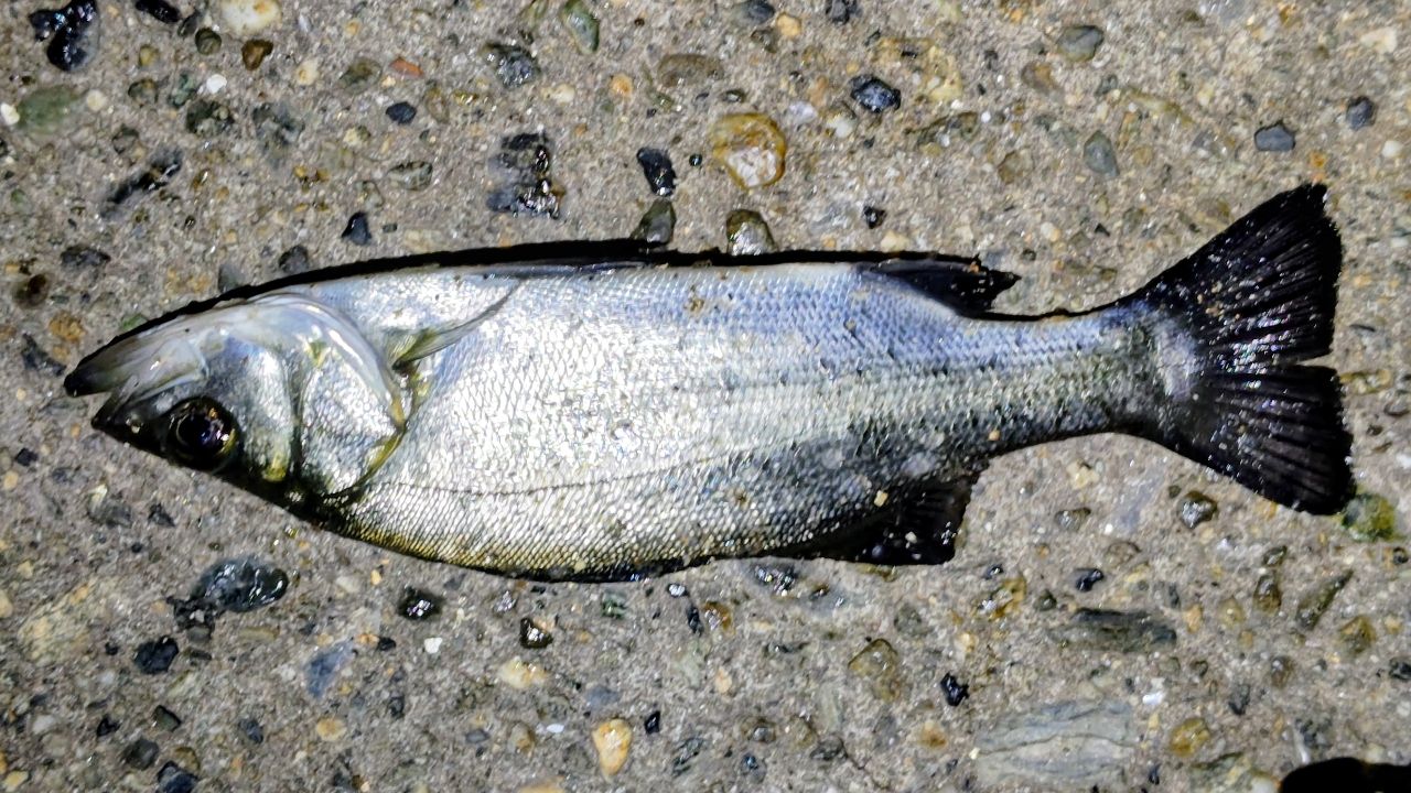 セイゴ（ヒラスズキ）