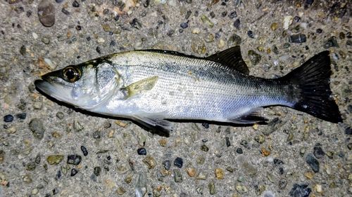 セイゴ(マルスズキ)の釣果