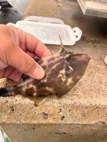 カワハギの釣果