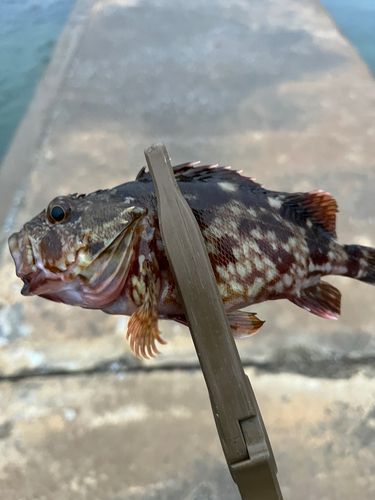 白谷海浜公園