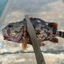 カサゴ