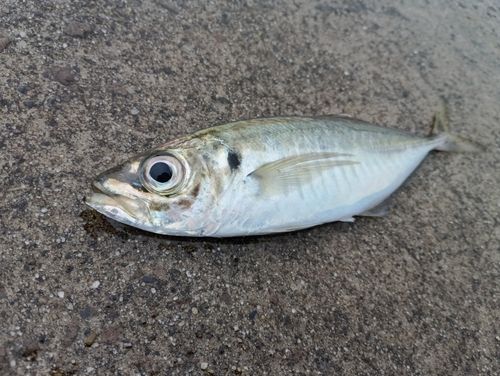 石巻湾