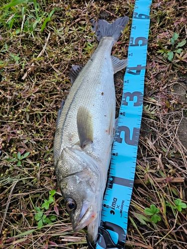スズキの釣果