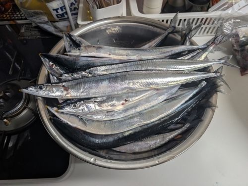 サンマの釣果