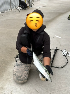 サゴシの釣果