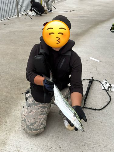 サゴシの釣果