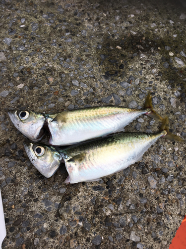 サバの釣果