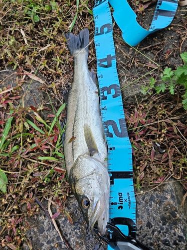 フッコ（マルスズキ）の釣果