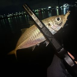 アジ
