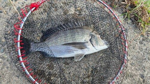 チヌの釣果