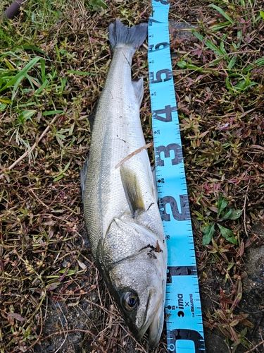 スズキの釣果