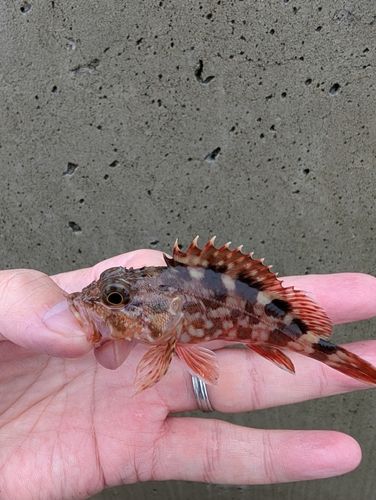 カサゴの釣果
