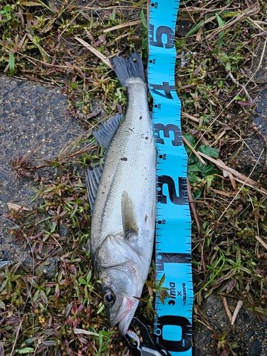 フッコ（マルスズキ）の釣果