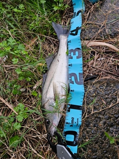 フッコ（マルスズキ）の釣果