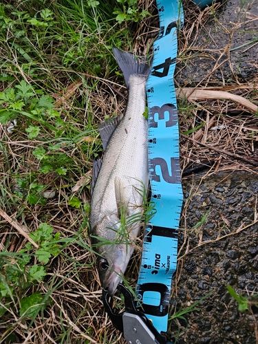 フッコ（マルスズキ）の釣果