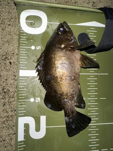 クロメバルの釣果