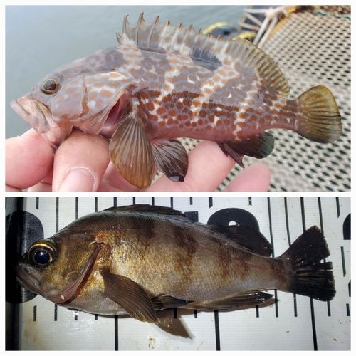 アコウの釣果