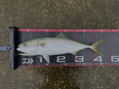 イナダの釣果