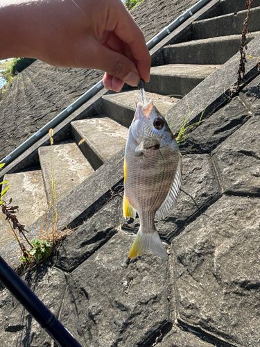 キビレの釣果